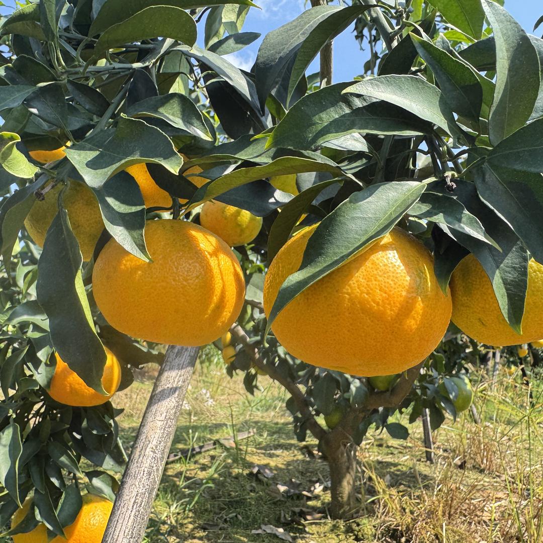 甄小鲜果蔬旗舰店