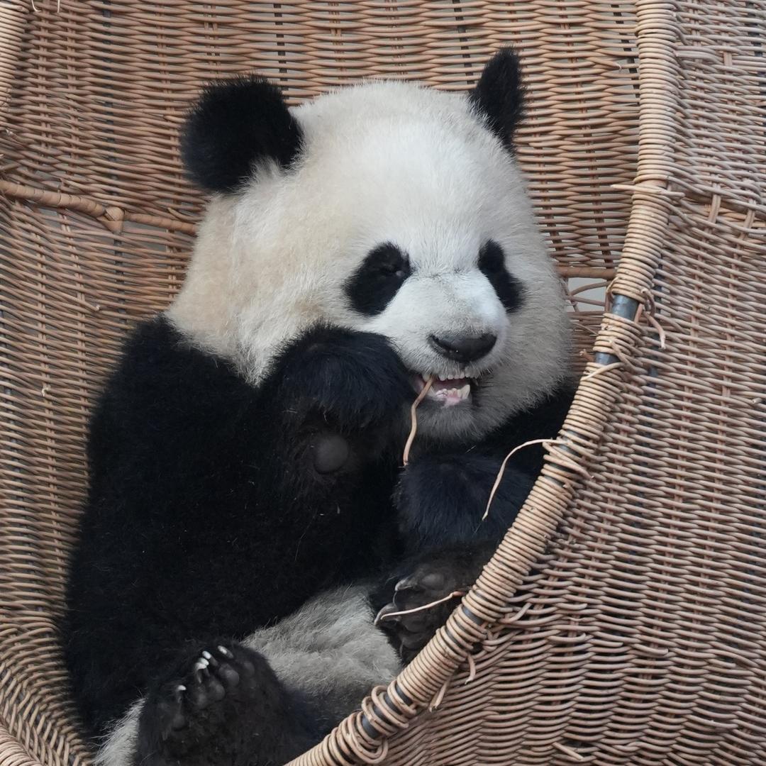 困困熊.