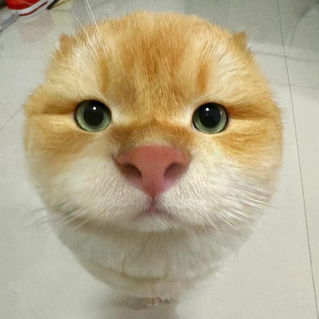 喵.0