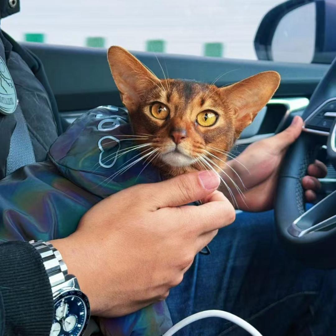 上海荷鲁斯的小阿比