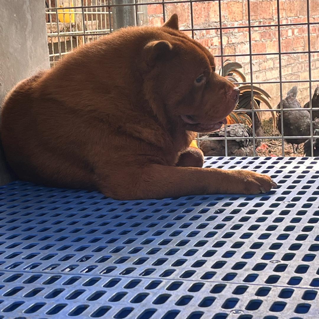 二哥五红五黑犬舍