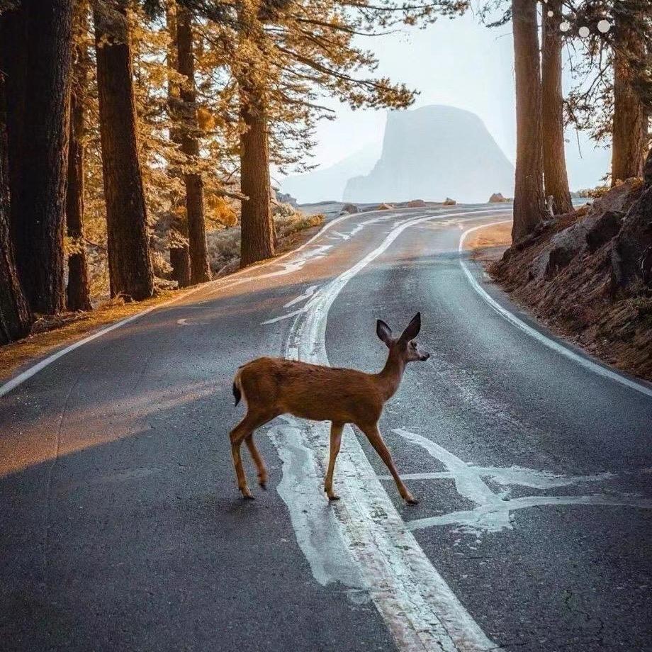 鹿饮花涧咖啡馆官方号