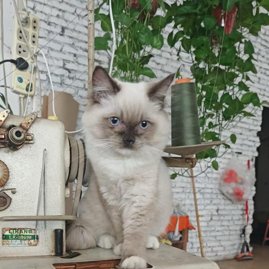 (ღ♡★平凡哥♡ღ)