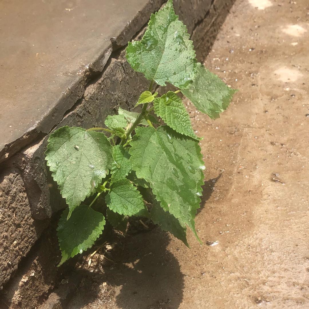 小草