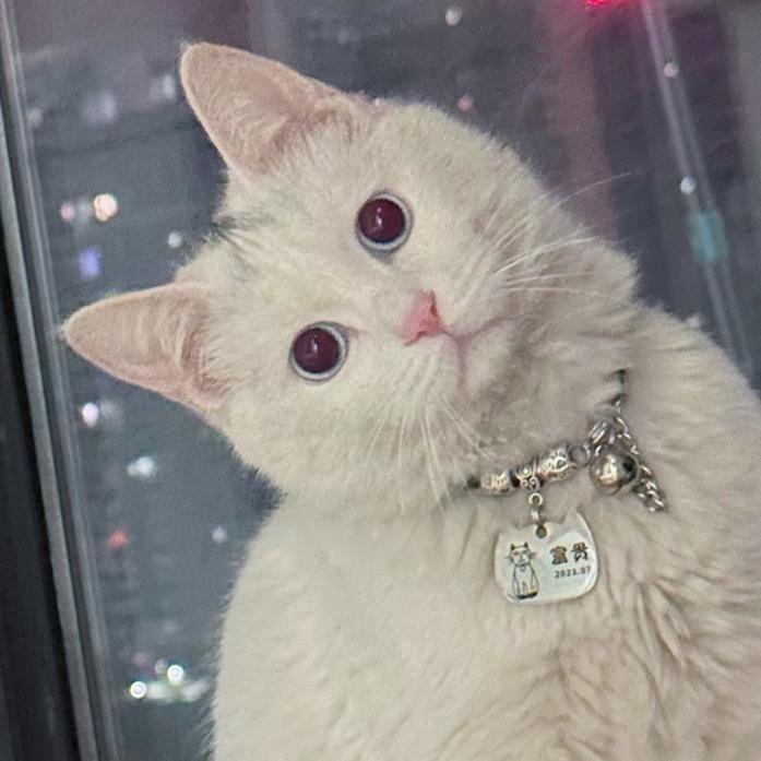 聋猫富贵(呆版)
