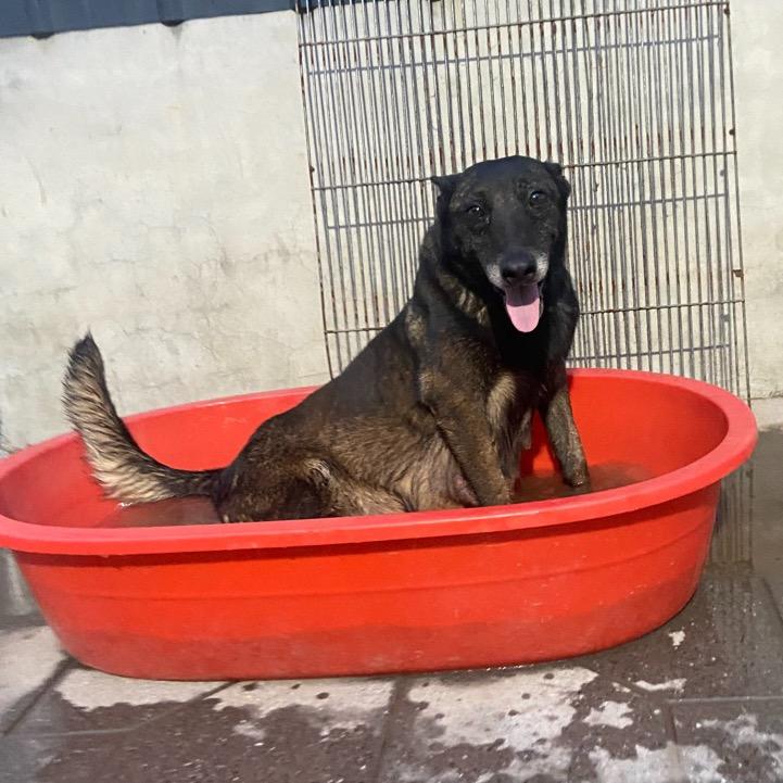 专业繁殖老血马犬