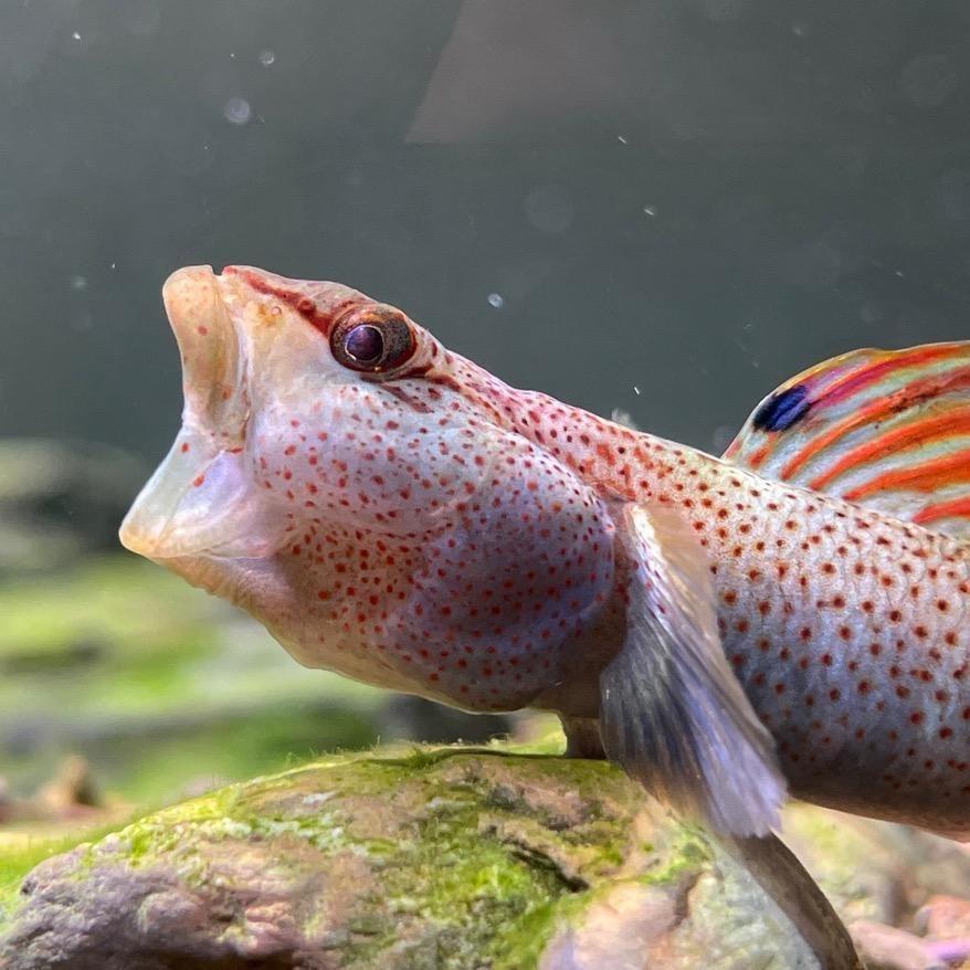 小飞棍来咯🐟原生溪流