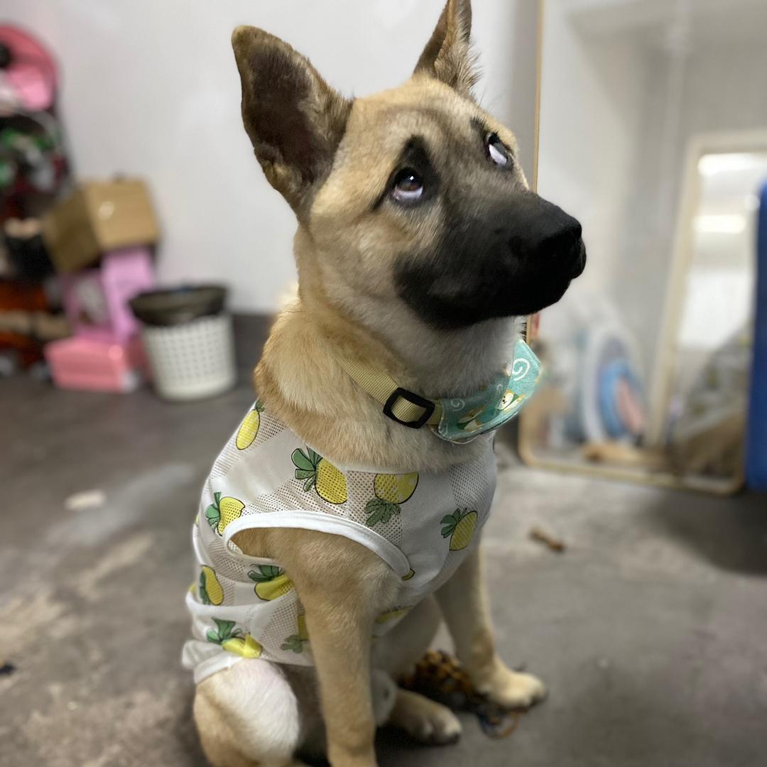 皮蛋是只小土狗