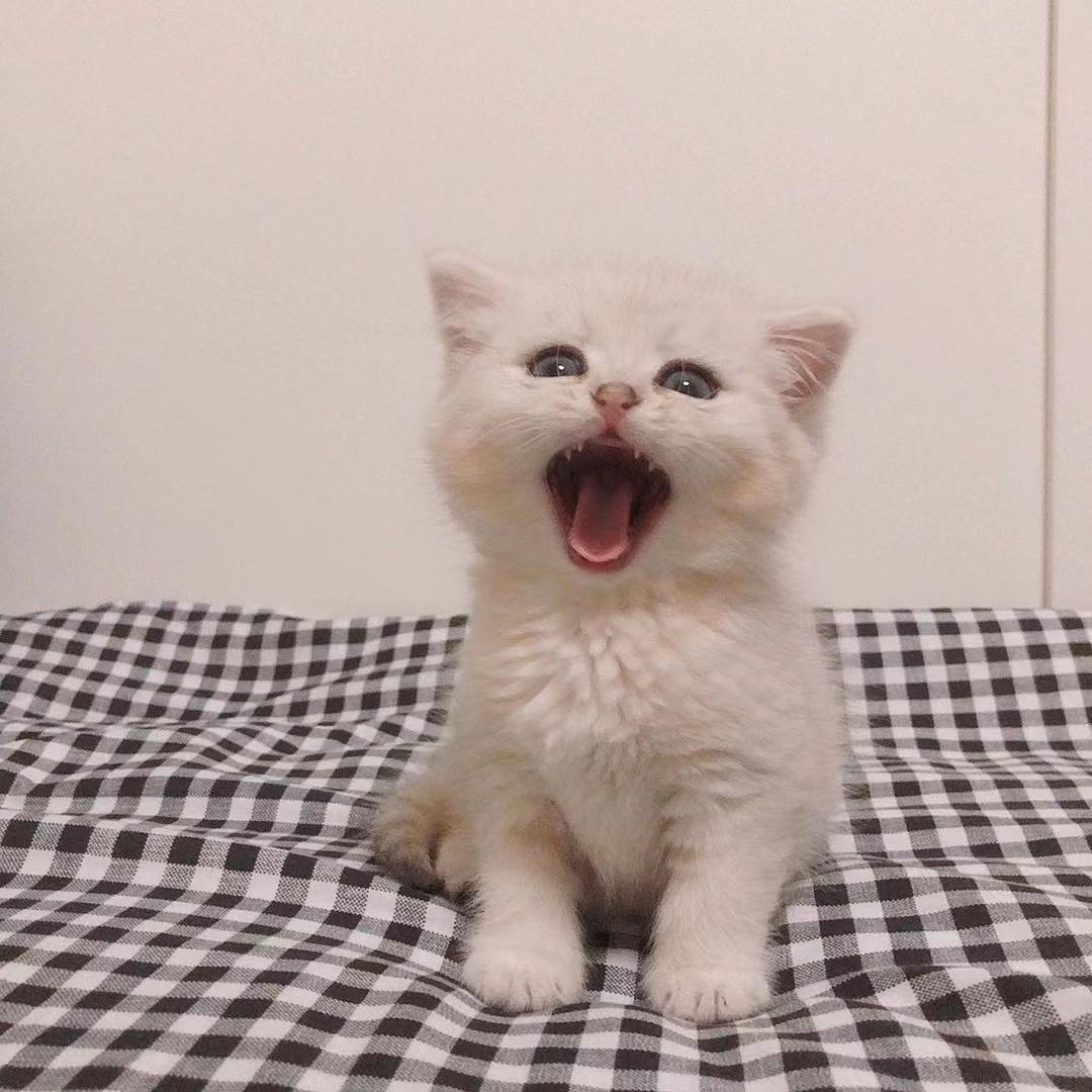 🐟喵喵嗷咕噜🐟