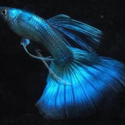 沈阳王多鱼水族