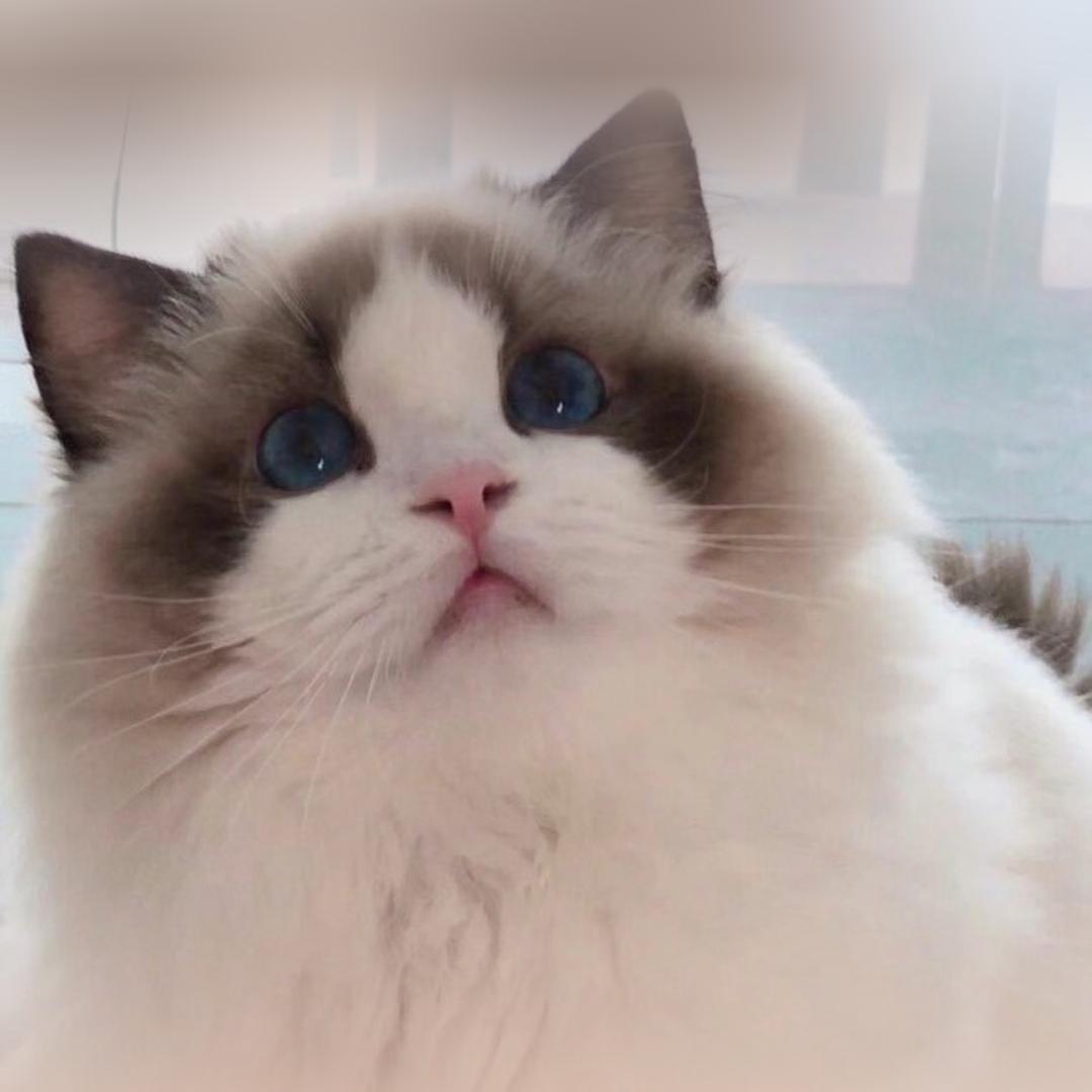 凯蒂猫屋