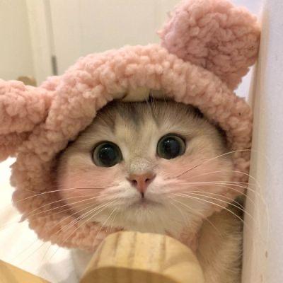 喵柒柒宠物优品