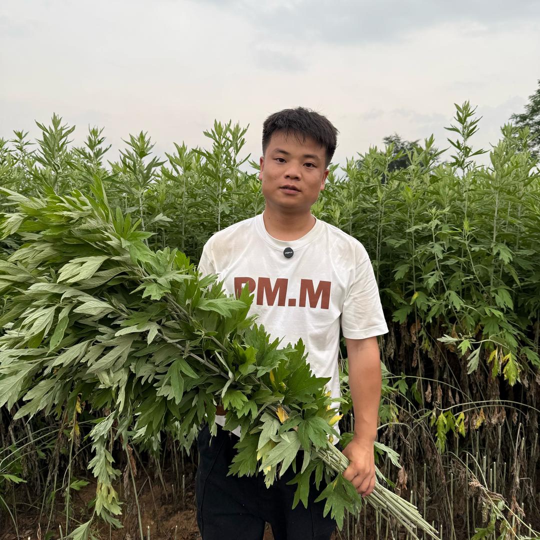 蕲艾加工厂（小马弟）