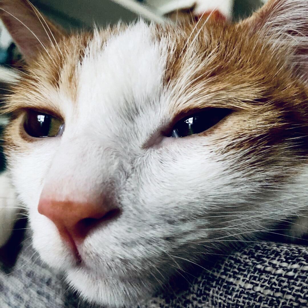 DieDie是只猫