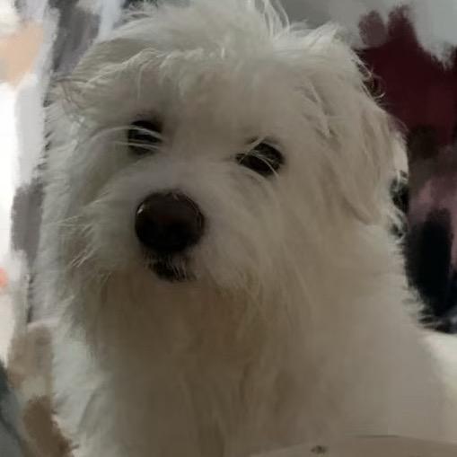 温小羊。游啊游