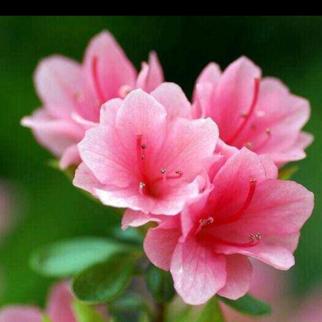 开心每一天❤️❤️🌹🌹
