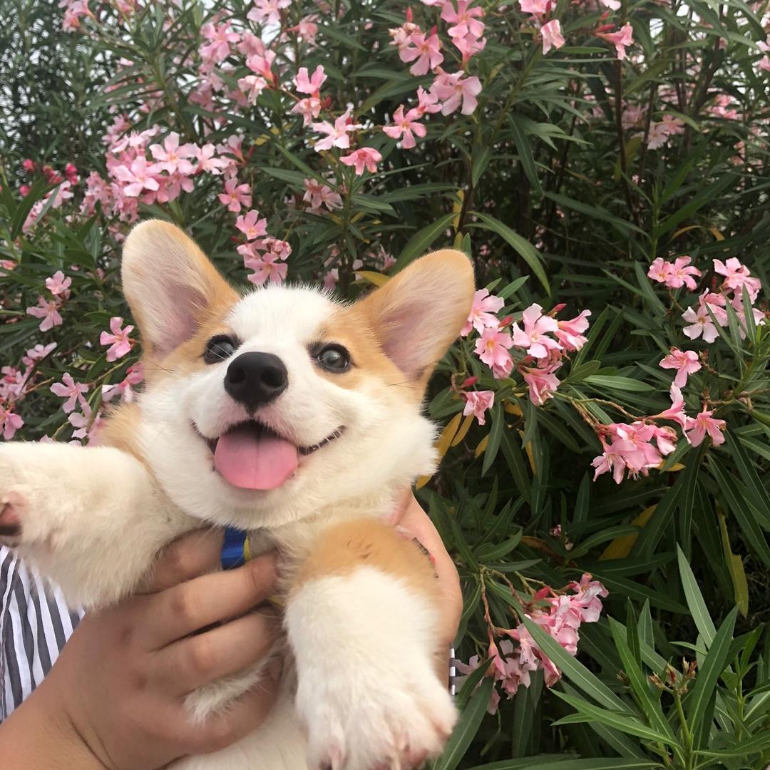薯条哥哥