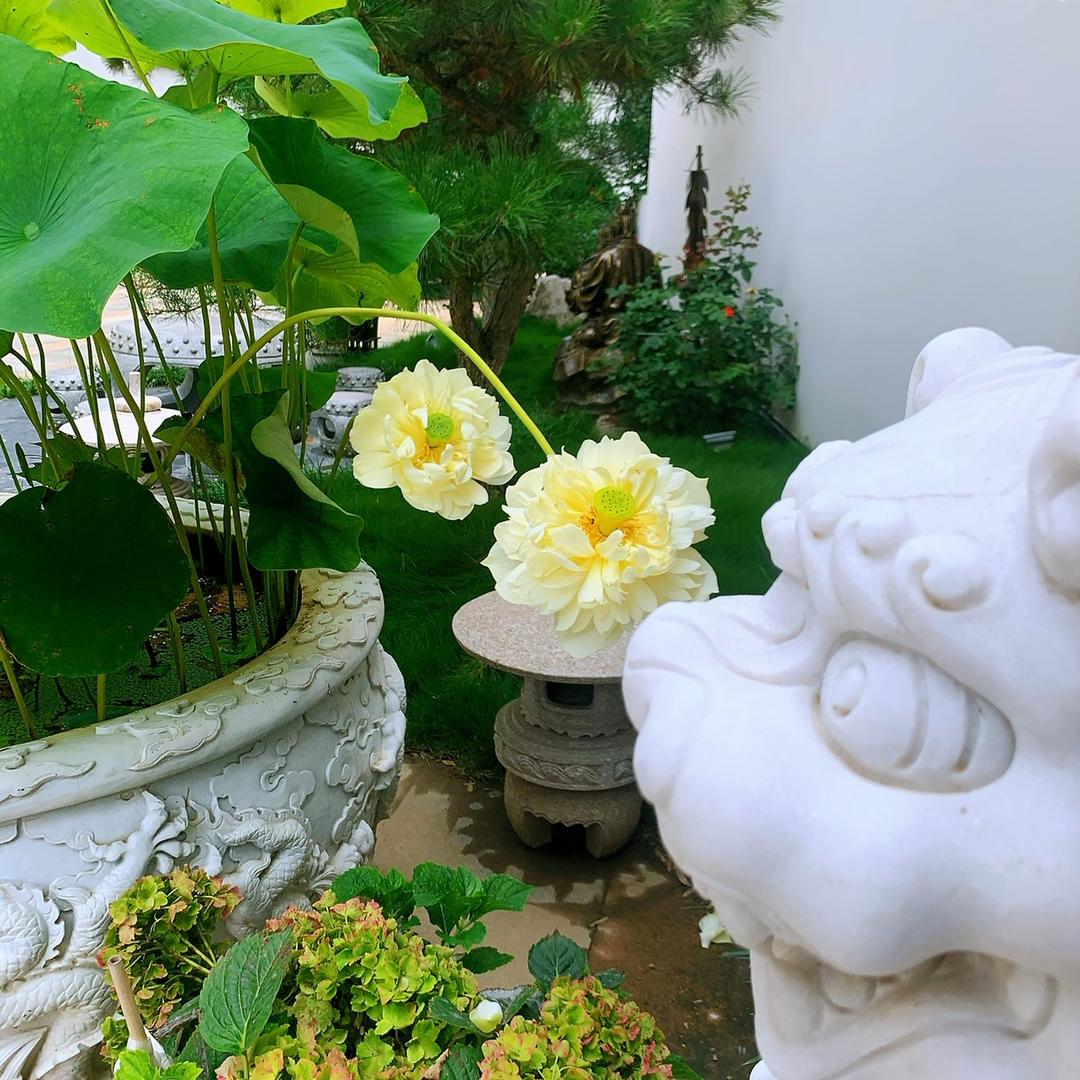 悟了个空哉