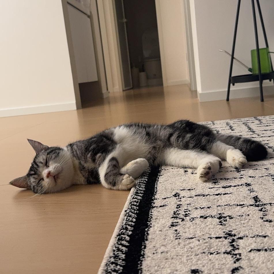 猫猫狗狗总动员