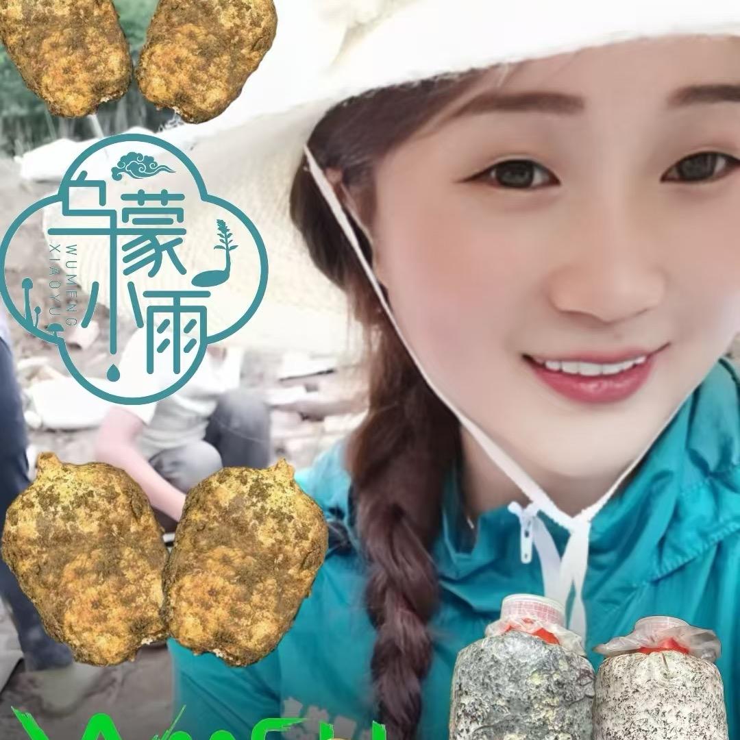 乌蒙小雨天麻两菌