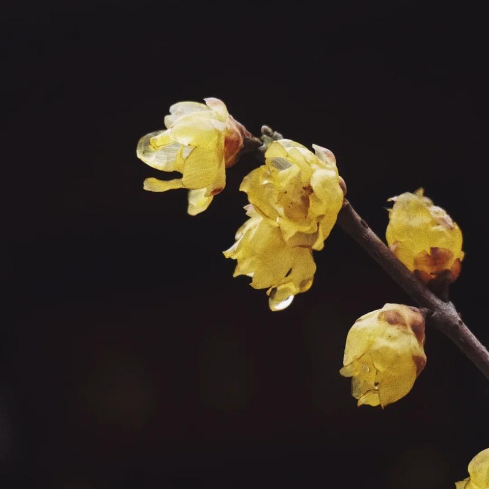 听杨老师开示