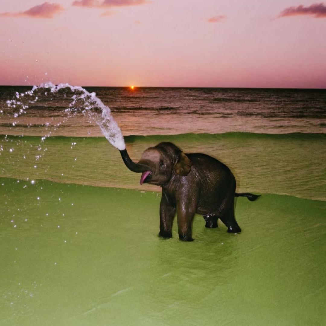 Camel:D