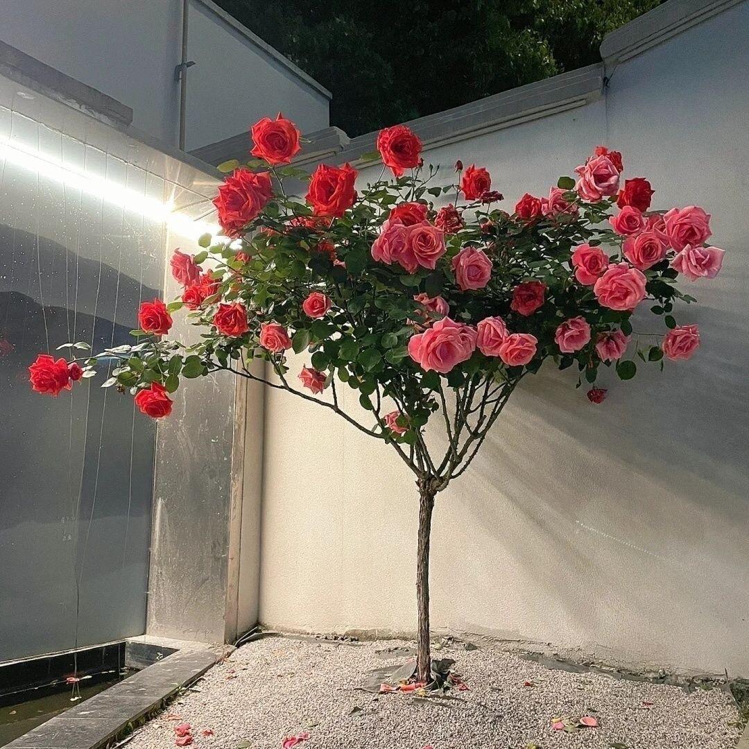 象上行花卉绿植园