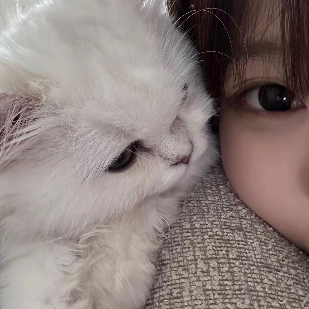 萌萌（买🐱斯聊）