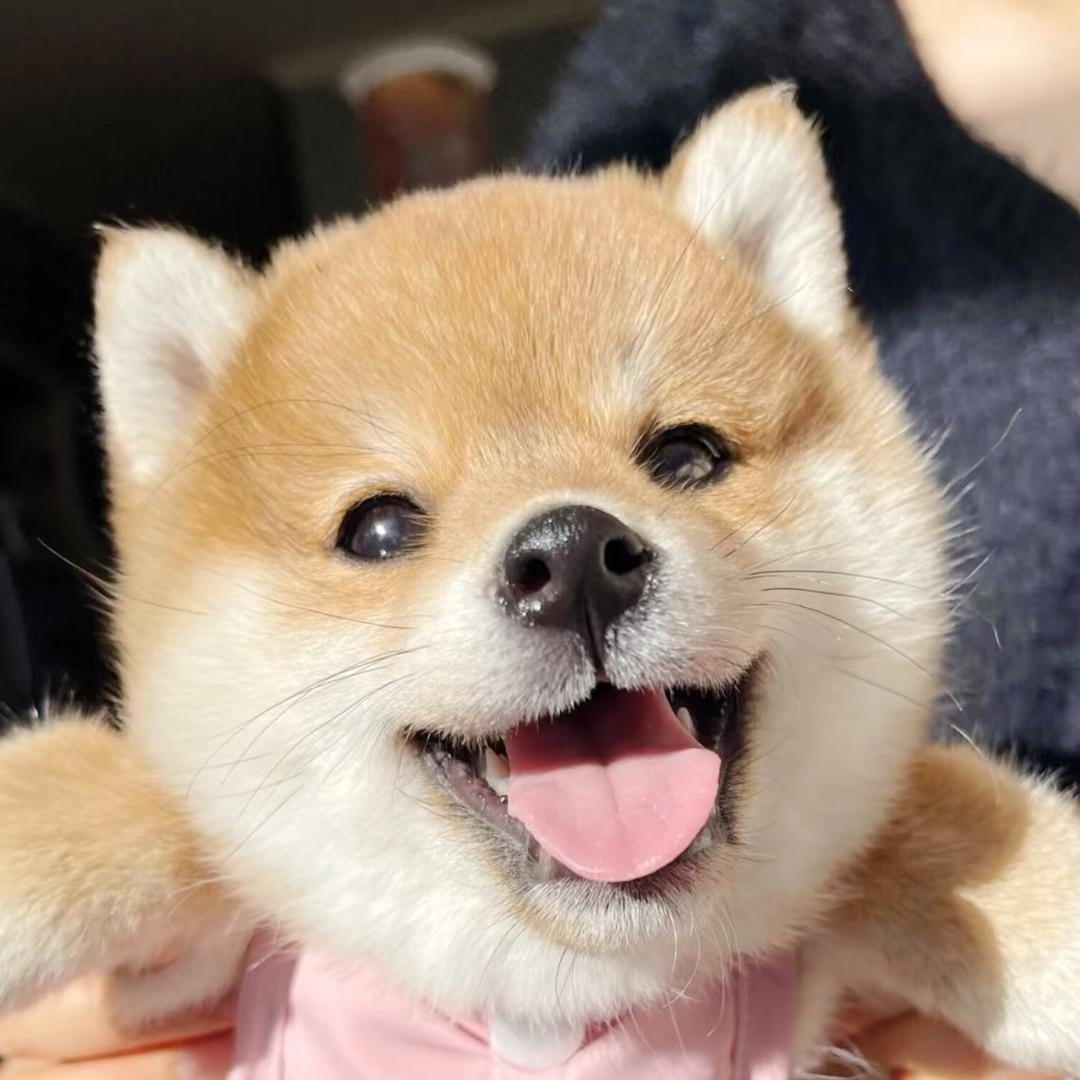 茜茜淘犬