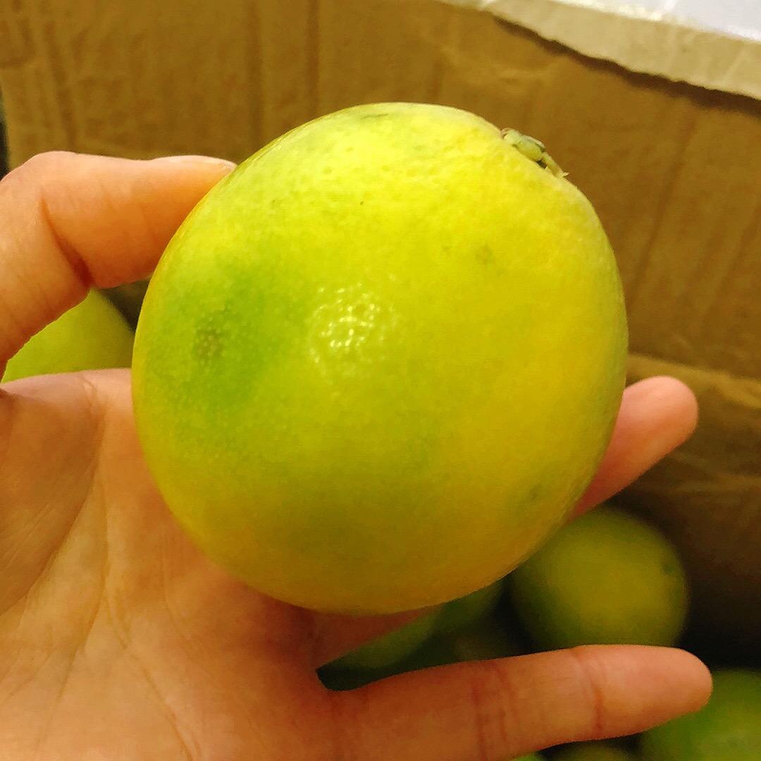 ❤️大橙子❤️