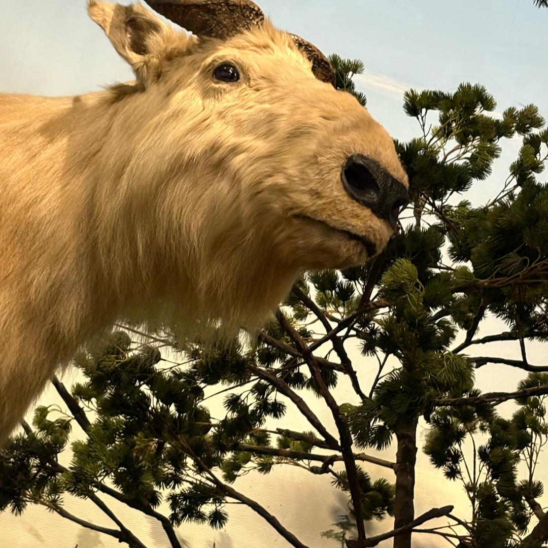 རྒྱུ་འཕྲིན།