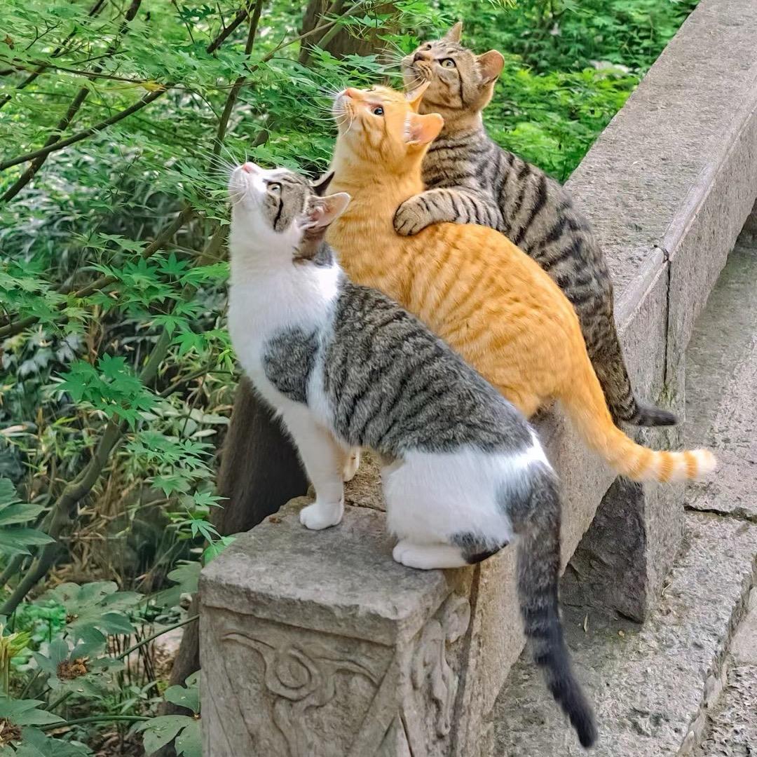 宠净香选
