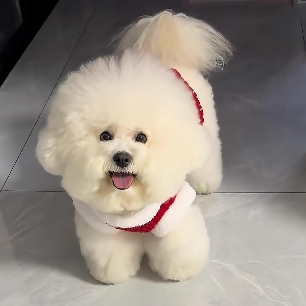 哈皮