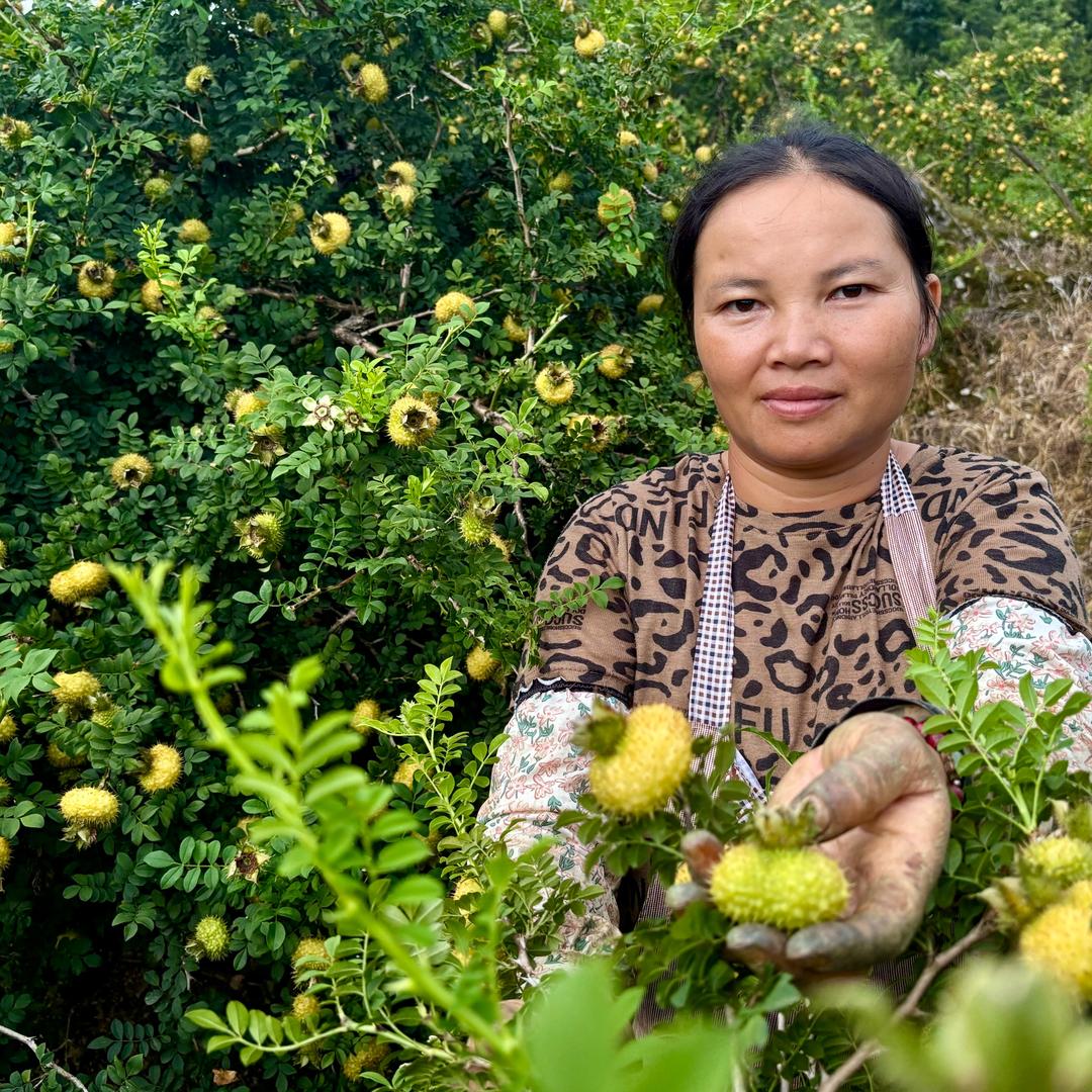 秀润现榨刺梨汁