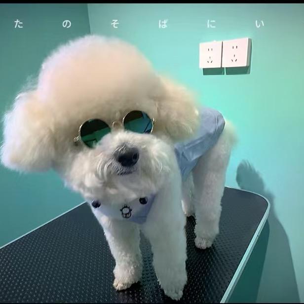 狗的猫宁