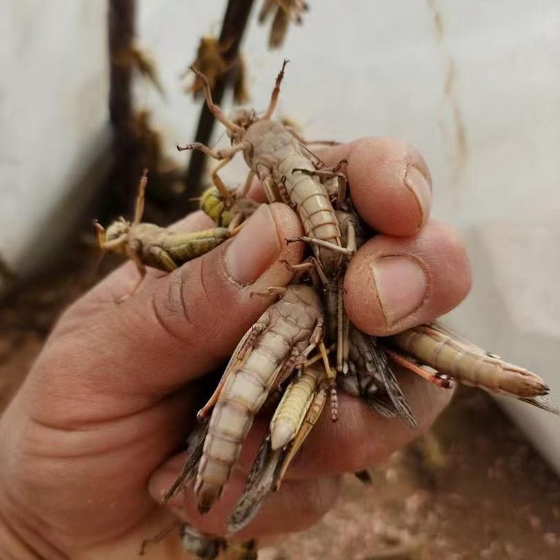 济宁蚂蚱哥·蚂蚱养殖