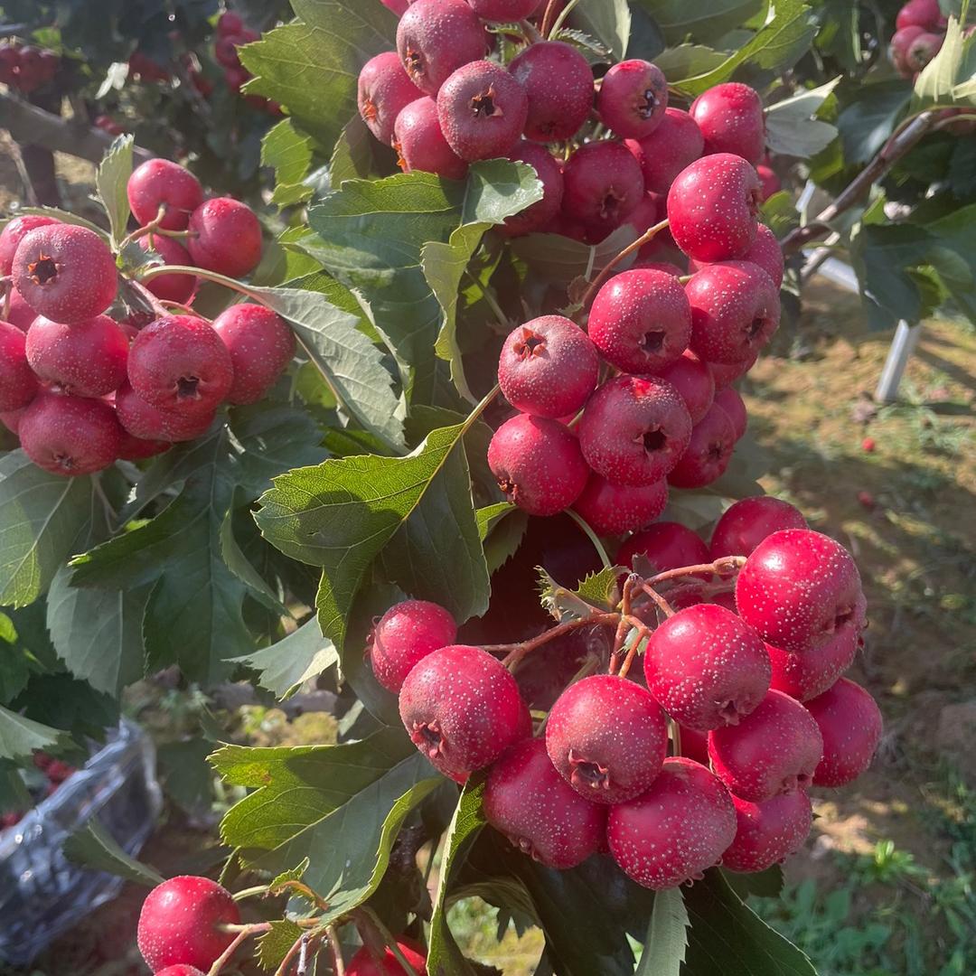锦绿峰果树苗木专营店