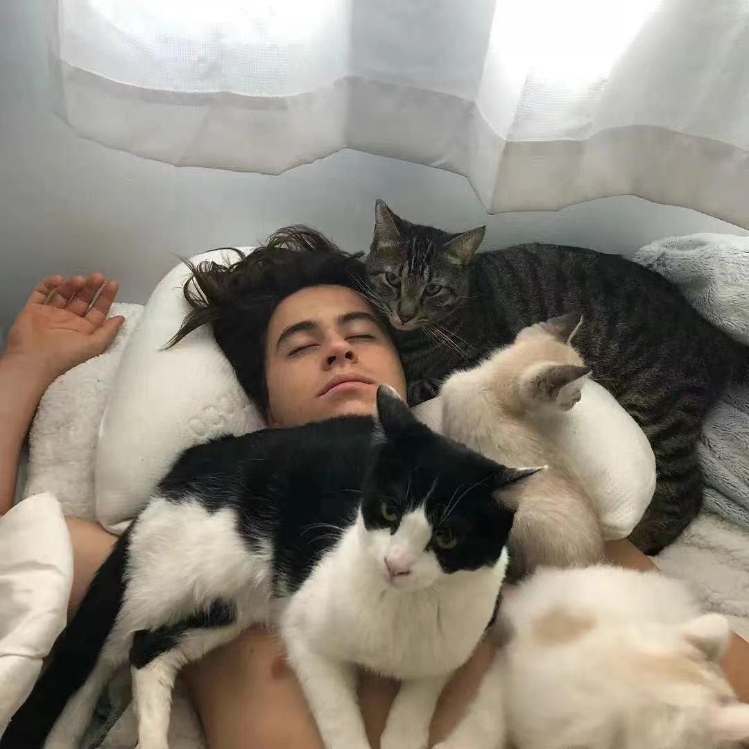 猫胡子