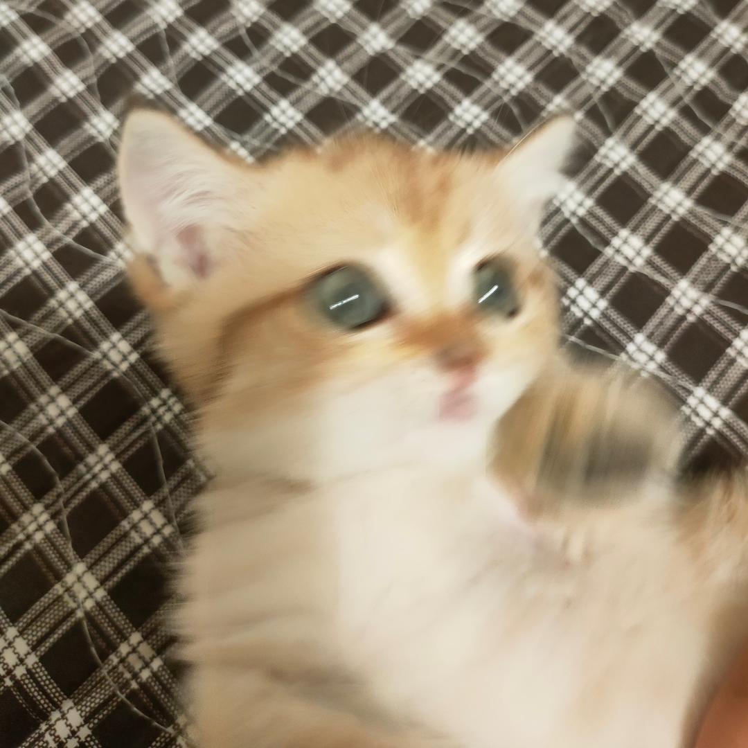 法力无边🐟大王