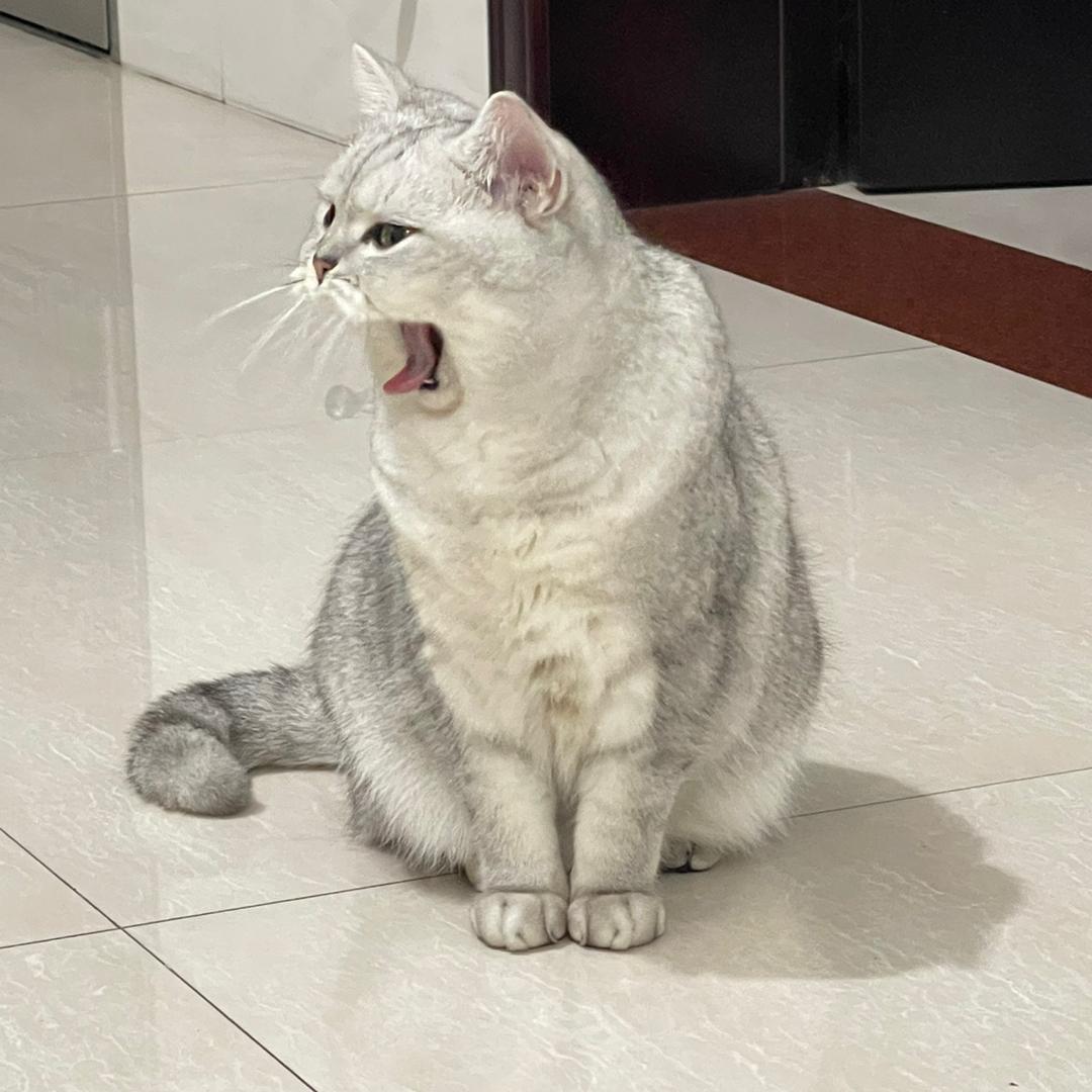 喵喵睡醒了