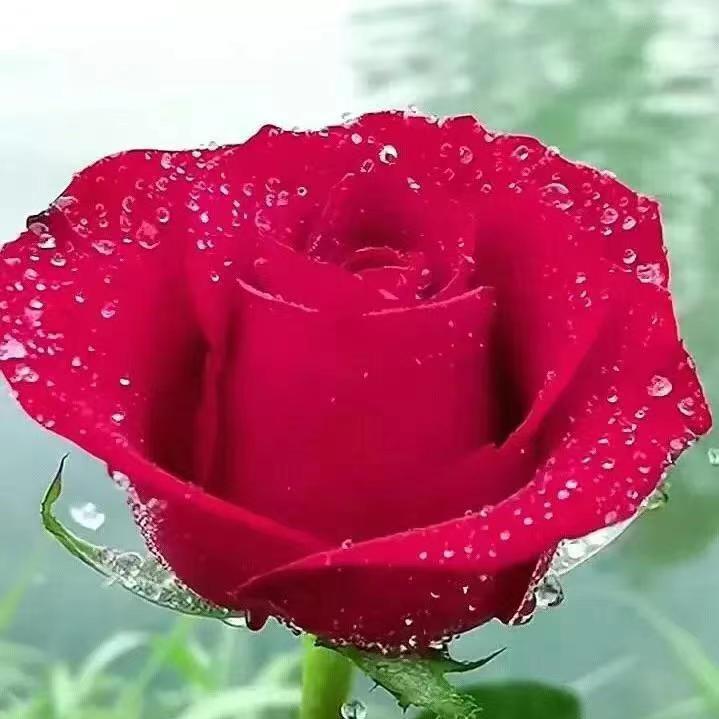 所愿皆所得