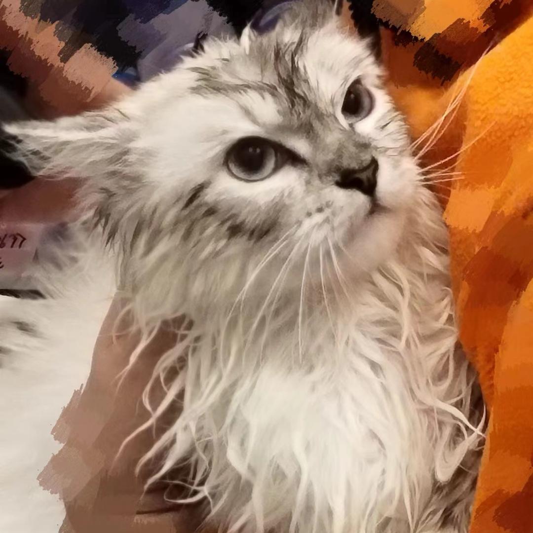 鑫鑫