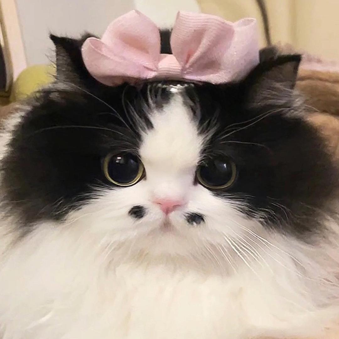 莫得感情懒羊羊