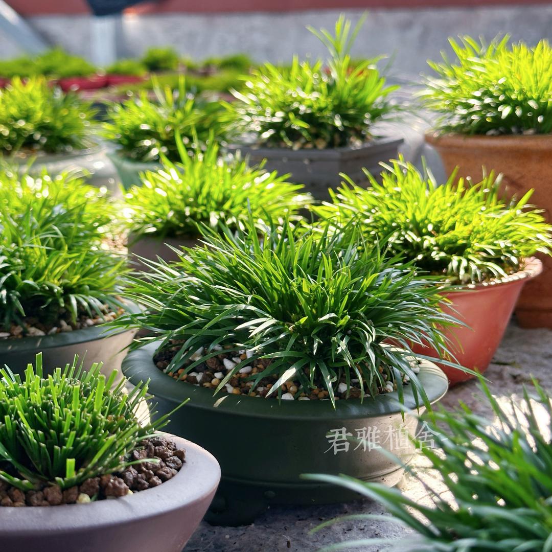 山见椿野菖蒲基地直发