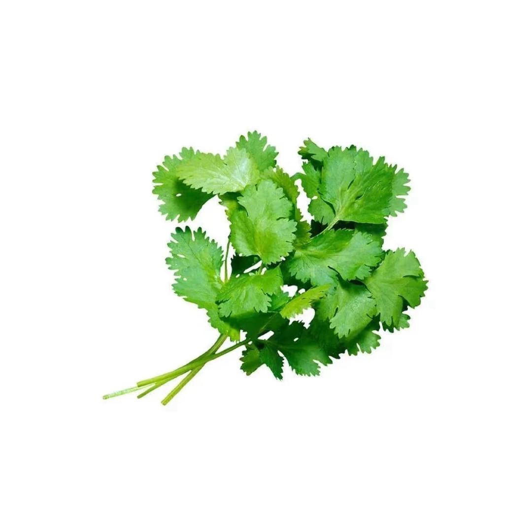 香菜不是菜·