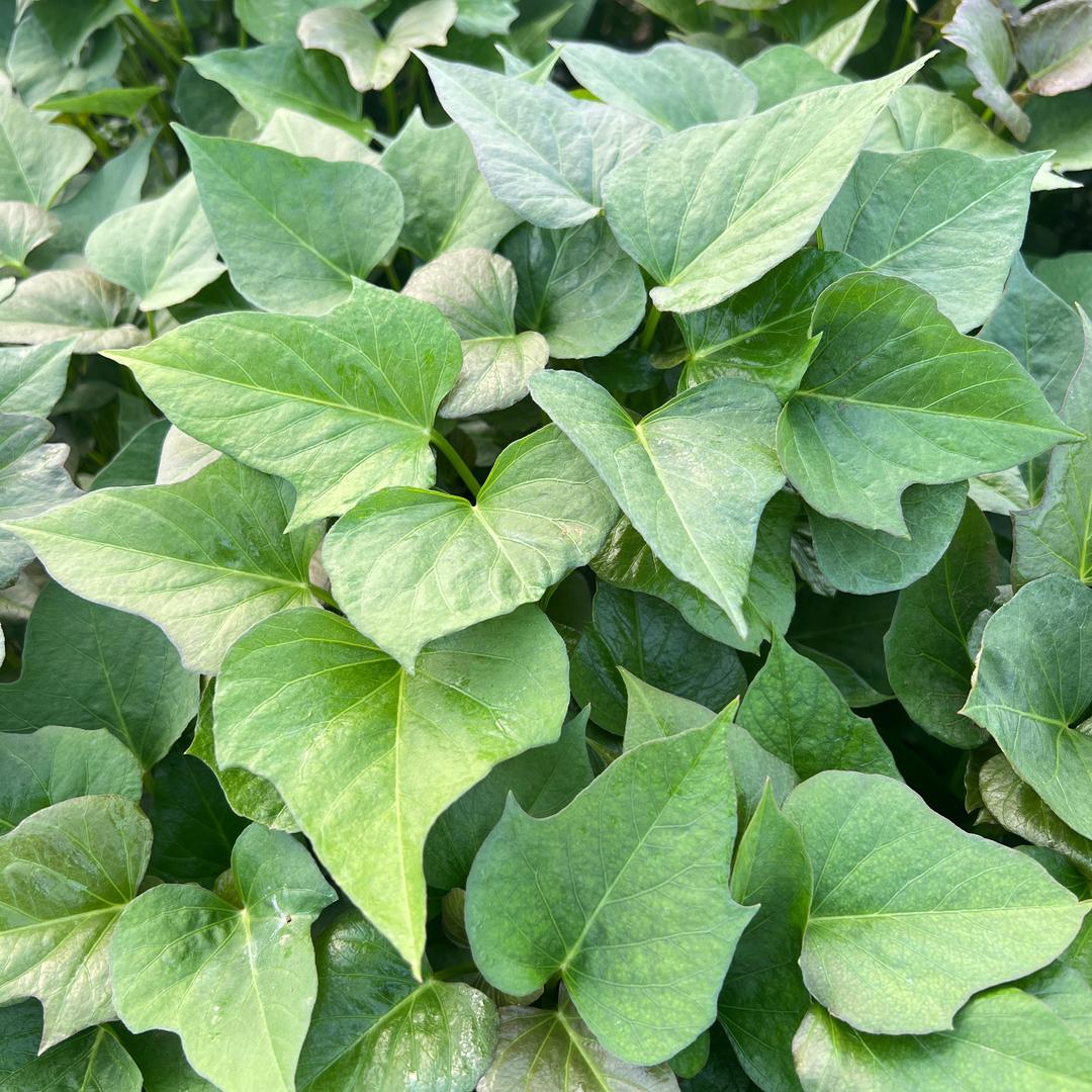 （豫）红薯苗基地