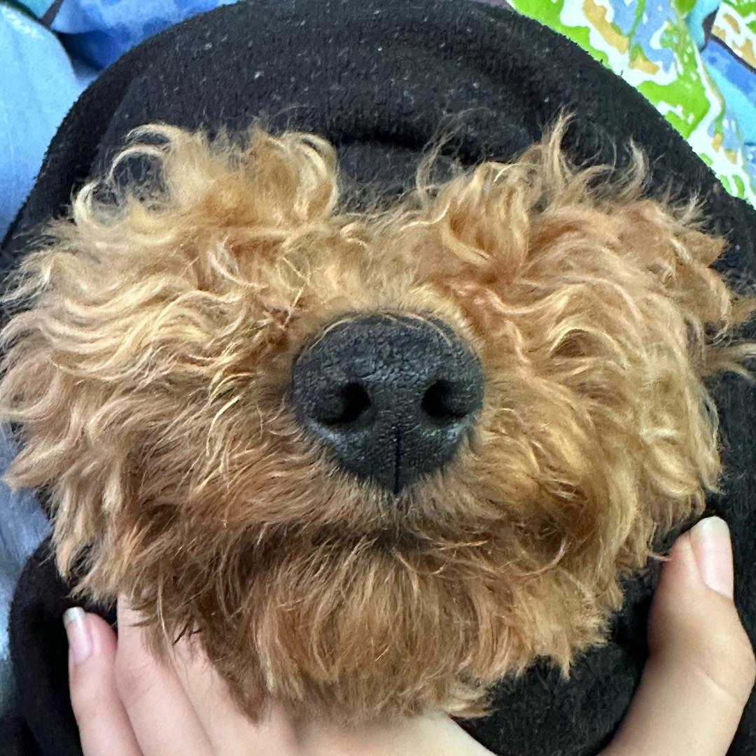 牛市口聪明的梅花๑