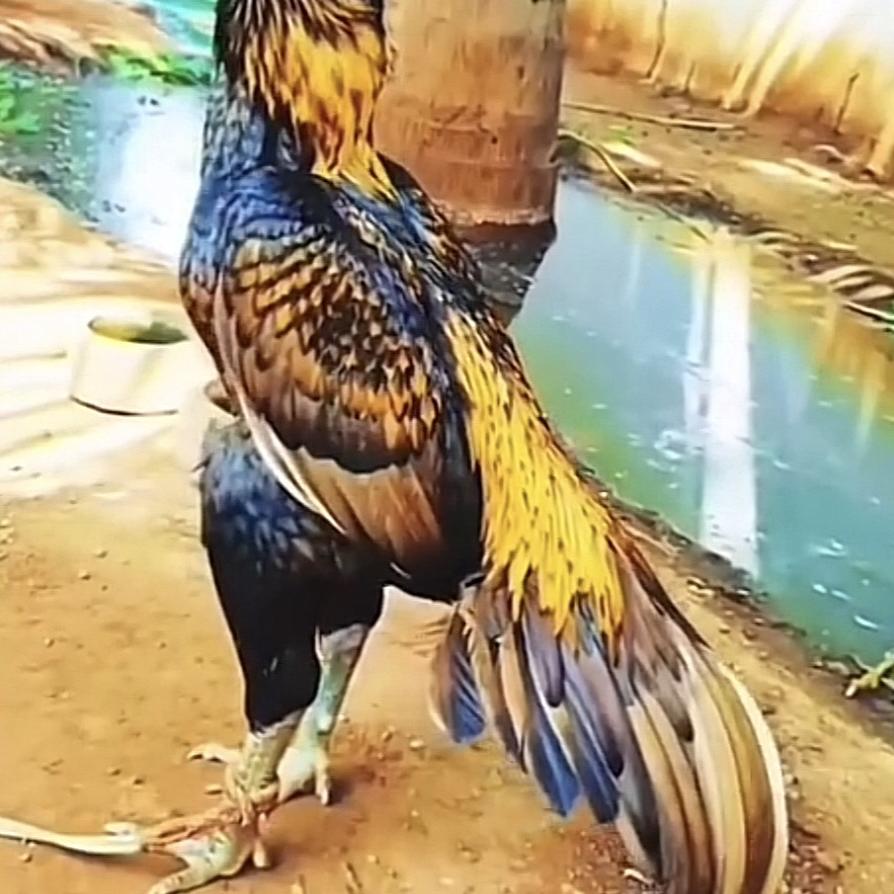 纯种麒麟怪腿养殖基地