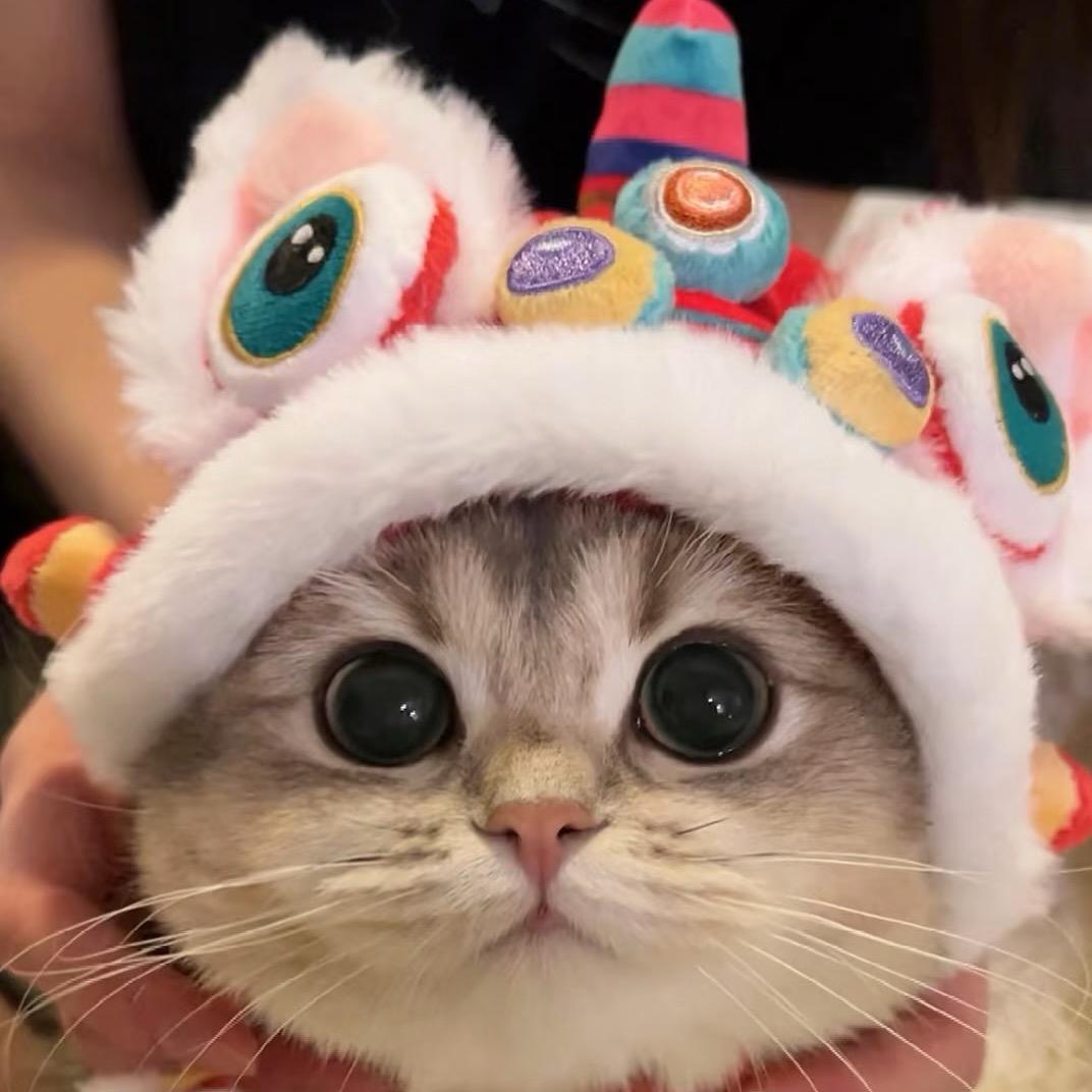 🐾小何🐈‍⬛