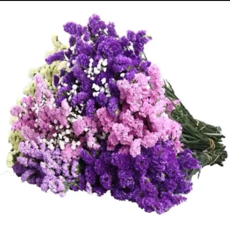 小白鲜花绿植